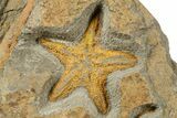 Fossil Starfish, Brittle Star & Edrioasteroid Plate #255014-4